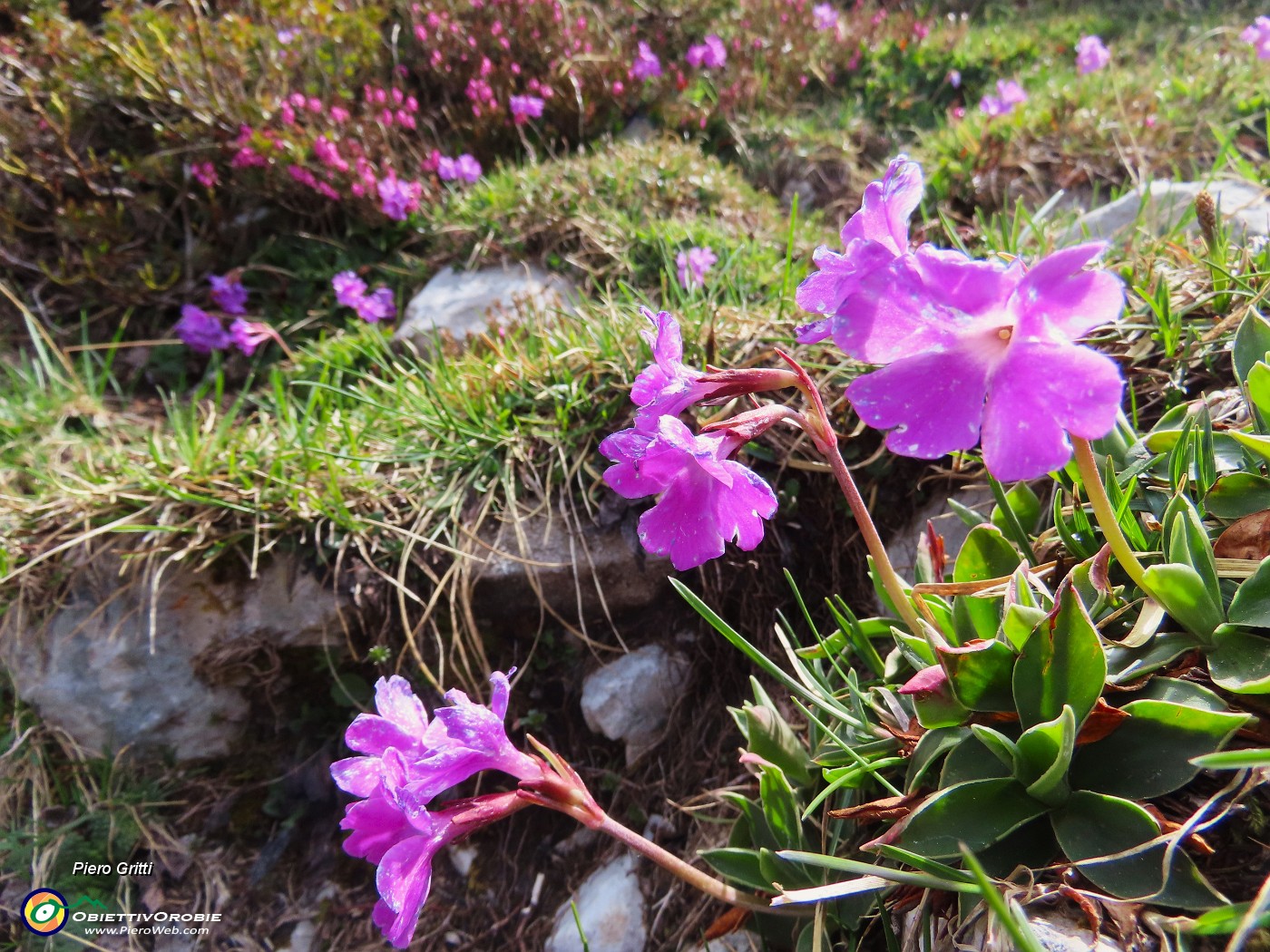 07 Primula glaucescens Moretti - Primula lombarda.JPG